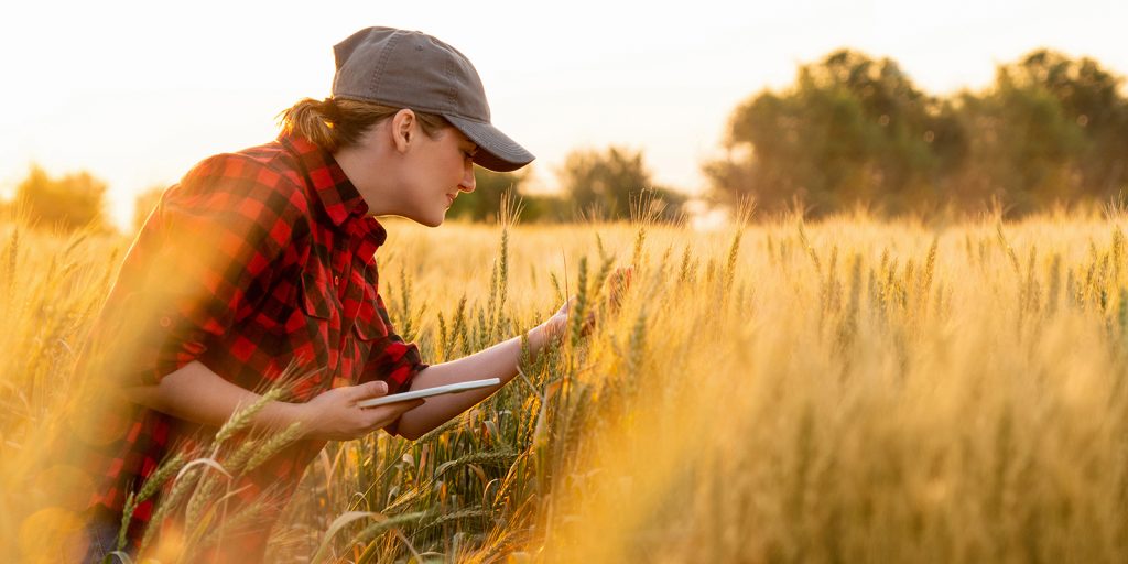 A woman farmer examines the field of cereals and sends data via a tablet
