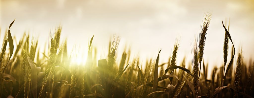 ADM Promotional Feature in British Baker - Why sustainability is the ‘must have’ ingredient